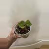 plant/Aglaonema Pictum Tricolor camo plant-1-thumbnail