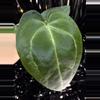plant/🎉SALE! A. KD NOID The Dale x (Crystallinum x Forgettii) #3-1-thumbnail