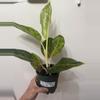 plant/A18 Aglaonema Golden Florite-0-thumbnail