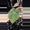 plant/🎉SALE! A. Hoffmannii x AOS #1 *Last one!-5-thumbnail
