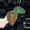 plant/🎉SALE! A. Hoffmannii x AOS #1 *Last one!-1-thumbnail