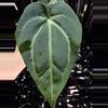 plant/🎉SALE! A. KD NOID The Dale x (Crystallinum x Forgettii) #2-0-thumbnail