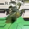 plant/Variegated (light) Micans-2-thumbnail