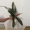 plant/A22 Stromanthe Triostar-1-thumbnail