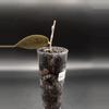 plant/Hoya Caudata Argene Cutting-1-thumbnail