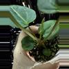 plant/🎉SALE! A. KD NOID The Dale x (Crystallinum x Forgettii) #2-3-thumbnail