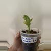 plant/Aglaonema Pictum Tricolor camo plant-0-thumbnail
