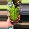 plant/Large mature black vein Larissa rooted cutting-2-thumbnail