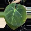 plant/🎉SALE! A. Hoffmannii x AOS #1 *Last one!-4-thumbnail