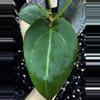 plant/🎉SALE! A. KD NOID The Dale x (Crystallinum x Forgettii) #2-2-thumbnail