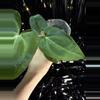 plant/🎉SALE! A. KD NOID The Dale x (Crystallinum x Forgettii) #3-4-thumbnail