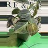 plant/Variegated (light) Micans-0-thumbnail