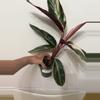 plant/A22 Stromanthe Triostar-0-thumbnail
