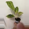 plant/A19 Aglaonema Golden Florite-0-thumbnail