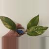 plant/A3 Philodendron Variegated Red Congo-0-thumbnail
