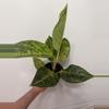 plant/A18 Aglaonema Golden Florite-1-thumbnail