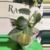 plant/Variegated (light) Micans-1-thumbnail