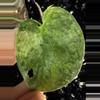 plant/🎉SALE! Scindapsus Halimoon #1 *Rooted in moss-6-thumbnail