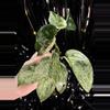 plant/🎉SALE! Scindapsus Cream Blue #2 *Rooted in moss-0-thumbnail