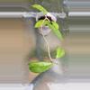 plant/Hoya carnosa freckles splash-0-thumbnail