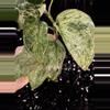 plant/🎉SALE! Scindapsus Cream Blue #2 *Rooted in moss-1-thumbnail
