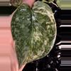 plant/🎉SALE! Scindapsus Halimoon #1 *Rooted in moss-2-thumbnail