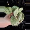 plant/🎉SALE! Scindapsus Cream Blue #5 *Rooted in moss-1-thumbnail