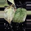 plant/🎉SALE! Scindapsus Cream Blue #5 *Rooted in moss-2-thumbnail
