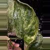 plant/🎉SALE! Scindapsus Cream Blue #2 *Rooted in moss-5-thumbnail