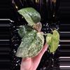 plant/🎉SALE! Scindapsus Halimoon #1 *Rooted in moss-0-thumbnail