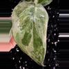 plant/🎉SALE! Scindapsus Cream Blue #2 *Rooted in moss-2-thumbnail