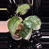 plant/🎉SALE! Scindapsus Halimoon #1 *Rooted in moss-1-thumbnail