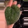 plant/🎉SALE! Scindapsus Halimoon #1 *Rooted in moss-5-thumbnail