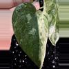 plant/🎉SALE! Scindapsus Cream Blue #2 *Rooted in moss-4-thumbnail
