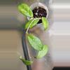 plant/Hoya carnosa freckles splash-1-thumbnail