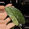 plant/🎉SALE! Scindapsus Halimoon #1 *Rooted in moss-4-thumbnail