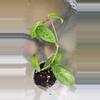 plant/Hoya carnosa freckles splash-2-thumbnail
