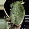 plant/🎉SALE! Scindapsus Cream Blue #5 *Rooted in moss-4-thumbnail