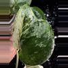 plant/🎉SALE! Scindapsus Cream Blue #2 *Rooted in moss-3-thumbnail