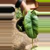 plant/Alocasia maybe platinum-5-thumbnail