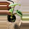 plant/Alocasia maybe platinum-4-thumbnail