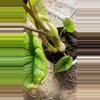 plant/Alocasia maybe platinum-2-thumbnail