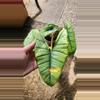 plant/Alocasia maybe platinum-0-thumbnail