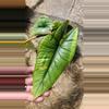 plant/Alocasia maybe platinum-1-thumbnail