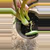 plant/Alocasia maybe platinum-3-thumbnail
