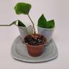 plant/Vintage Gray Squared 6.5" Plant Pot Saucer-3-thumbnail