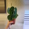 plant/Anthurium Crystallinum-0-thumbnail