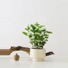 plant/test free shipping-1-thumbnail