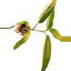 plant/Epipremnum Amplissimum-1-thumbnail