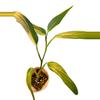 plant/Epipremnum Amplissimum-0-thumbnail